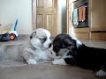 4 week old corgi puppies 4 week old corgi puppies