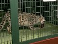 ユキヒョウ