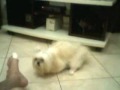 Cachorra DOIDA