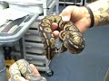 Hypo Black-Head Hypo Black-Head
