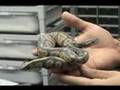 Hypo Black-Head