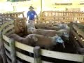 UDESC Zootecnia. Fazenda Tormen. UDESC Zootecnia. Fazenda Tormen.