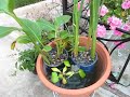 Home made porta pond Home made porta pond