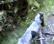 Perro en rastro de jabali