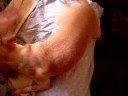 Heating Pad