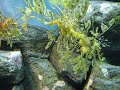 Seadragons in Monterey Bay Aquarium