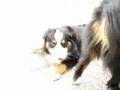 Movie-Dajo-Daisy