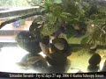 Arrowhead (Tetraodon Suvattii) fry eating