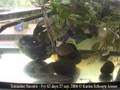 Arrowhead (Tetraodon Suvattii) fry eating
