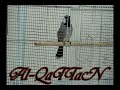 BuLBuL AL-QaTTaN ???? ??????