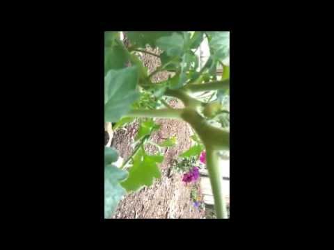 how to apply azomite to garden