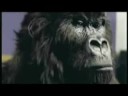 cadbury-gorilla-the-power-of-love.html