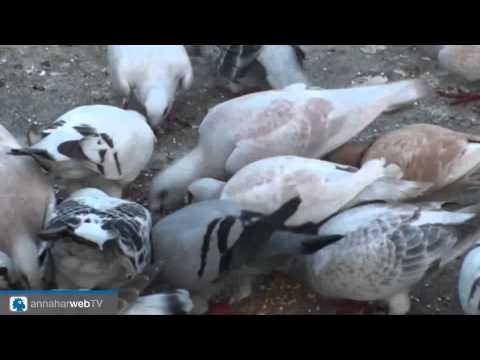 تربية الحمام | Pigeons Breeding