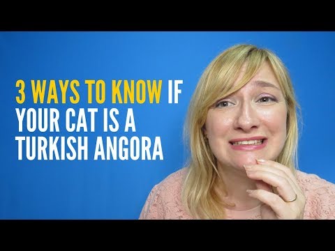 3 ways to know if your cat is a Turkish Angora