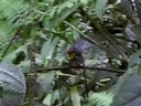 A Bird in Monteverda, Costa Rica