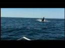 Humpbacks 2008