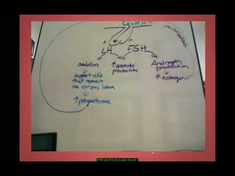 lutenizing hormone - This tutorial for A&P students discusses the effects of LH and FSH, estrogen and progresterone in the human female over the course of a 28 day cycle. In the ...