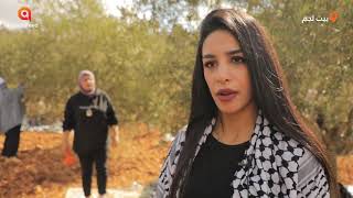 عملية قطف اشجار الزيتون في قرية واد فوكين الى الغرب من بيت لحم