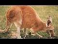 A Whole World of Kangaroos