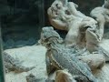 Baby beardie headbob Baby beardie headbob