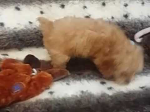 So Cute and Non-shedding Cockapoo Pup!