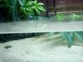 yoshi the mudskipper