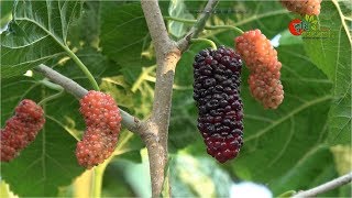 মালবেরি(mulberry) ফল চাষ বাংলাদেশে: পুষ্টির পাওয়ার হাউস