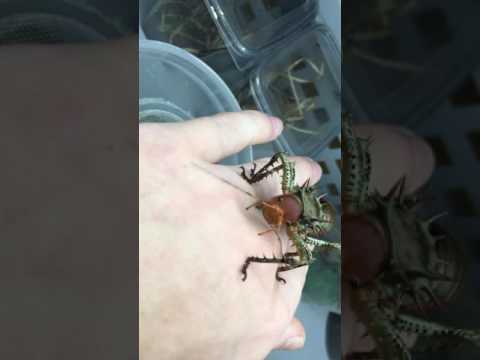 How big a cricket can grow? Meet Cosmoderus - The Giant Cricket