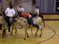 burros jugando
