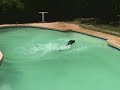RSAZ & OAKEY DOG DIVING 101 RSAZ & OAKEY DOG DIVING 101