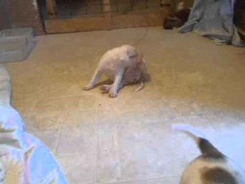 Domino Playing in the kitchen