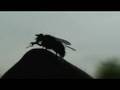 Swimming fly