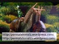 enseñanza de permacultura; bio construyendo honduras, perma tele maíz 2012