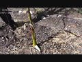 enseñanza de permacultura; bio construyendo honduras, perma tele maíz 2012