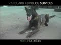 SECURITY MALINOIS DOGS FIND MONEY