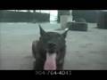 SECURITY MALINOIS DOGS FIND MONEY