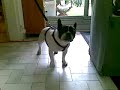 bouledogue francais qui pleure