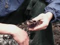 Lets Eat Sea Urchins!