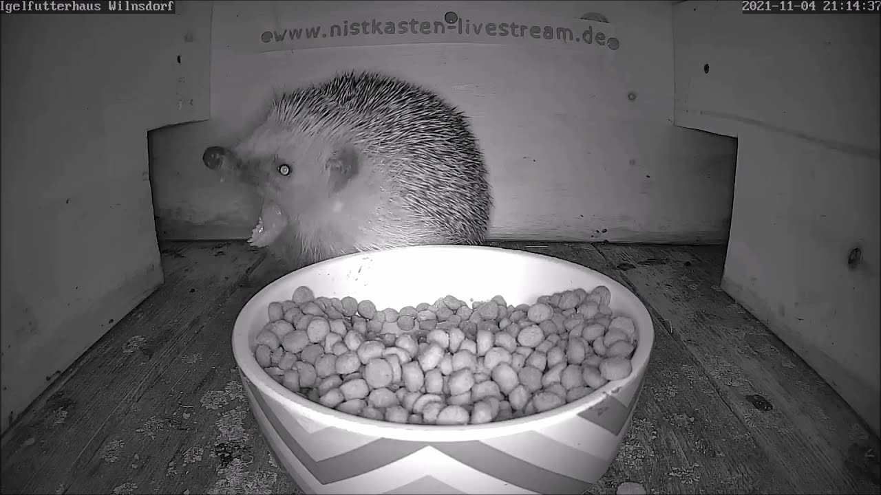 Spitzmaus schnüffelt am Igel, Gähnen & Fresskoma | 04.11.2021