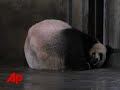 Panda Twins Born in China