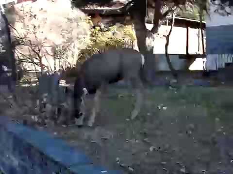 Wapiti en Ville