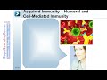 Rapid Learning: Immu