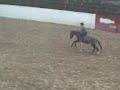 Zorrito jineteando