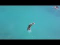 Cliff Diving at Xel-Ha Manele-Gratis.net