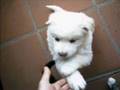 Husky Yuma and her Puppies (photos) 