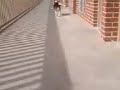 Beagles run funny Beagles run funny