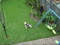 dog eating crakers from roof top