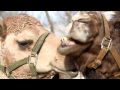 Parable of The Law.mp4