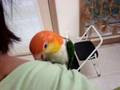JoJo and Chickie caiques drying off