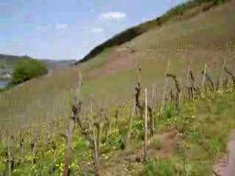 Stealth Camping along the Mosel River
